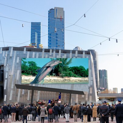 A picture of a dolphin on the Big Screen at Fed Square, people gathered at the foot of the screen to watch, city buildings in the background.
