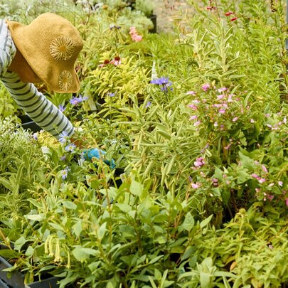 Melbourne Friends Spring Plant Sale