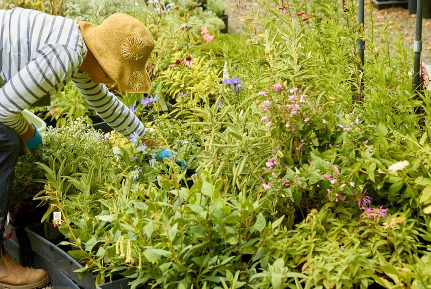 Person bending over trays of plants for sale.