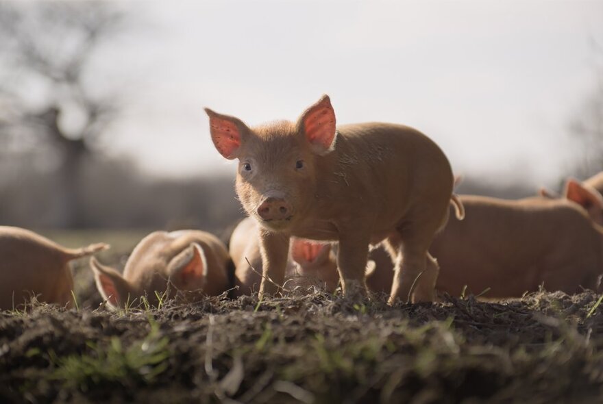 A still from the movie Wilding, showing a group of piglets, one standing and looking straight ahead, outdoors.