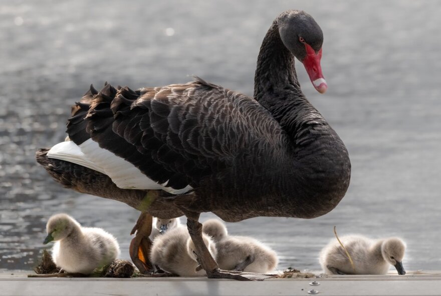 A black swan with her cygnets. 