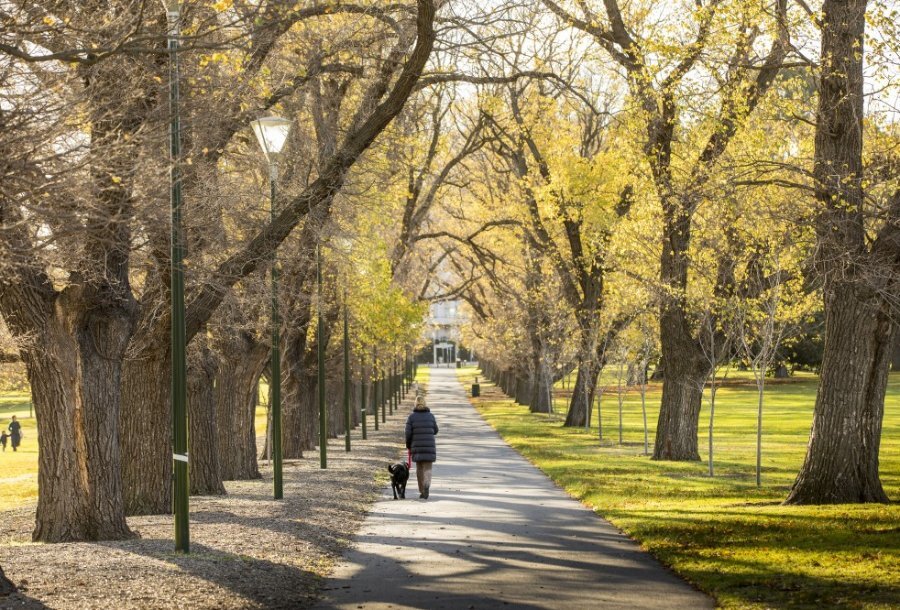 A person walking a black dog along a tree lined path in a park. 