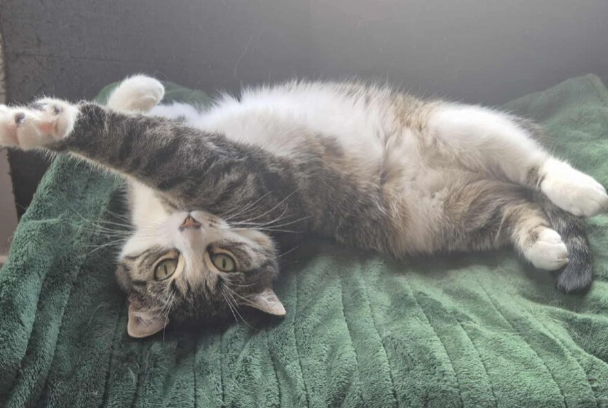 A cat on its back having a big stretch. 