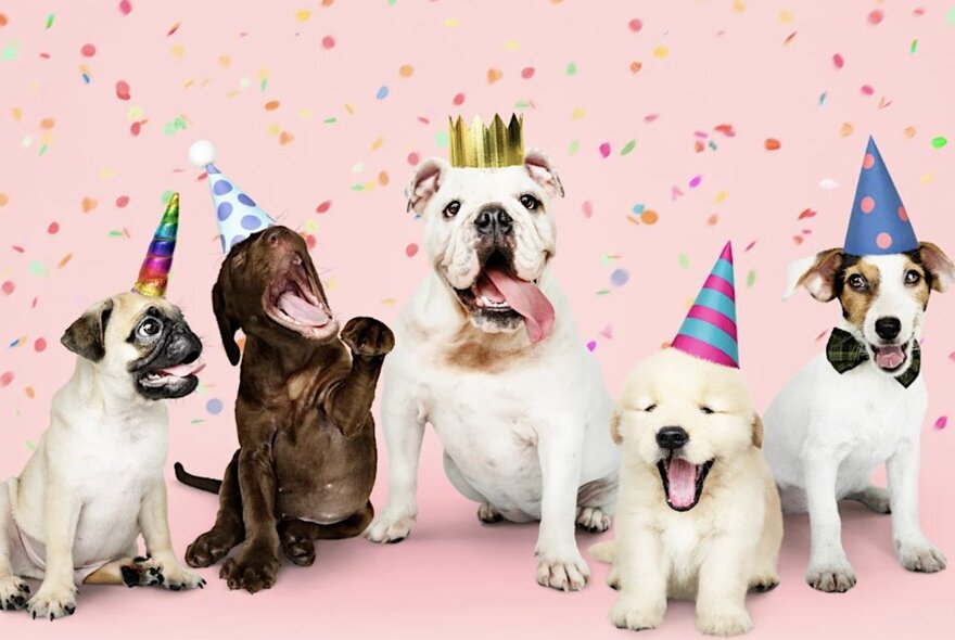 Five dogs of differing breeds with party hats on sitting in a row with a pink confettied background. 