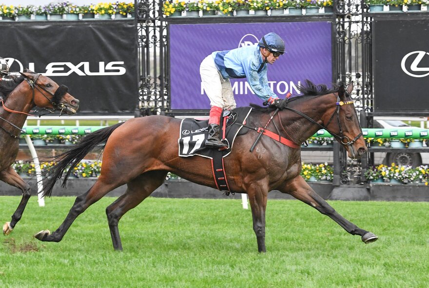 Horse and rider crossing the line during a race on a track with signage.