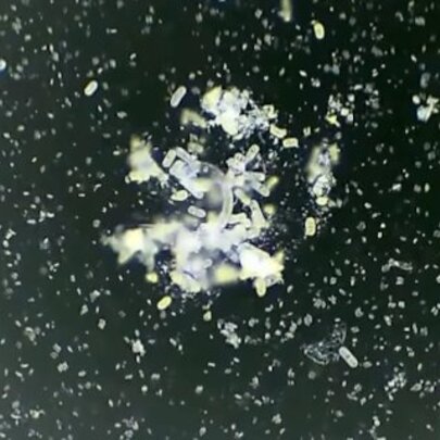 Kings Driveway: Subvisible Scuba