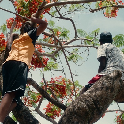 People high up in a tree with red flowers