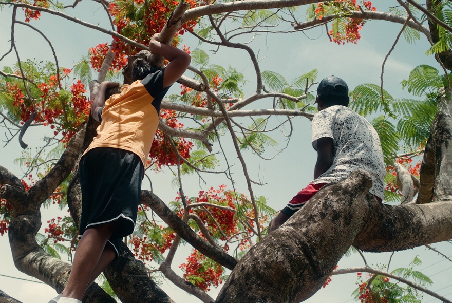 People high up in a tree with red flowers