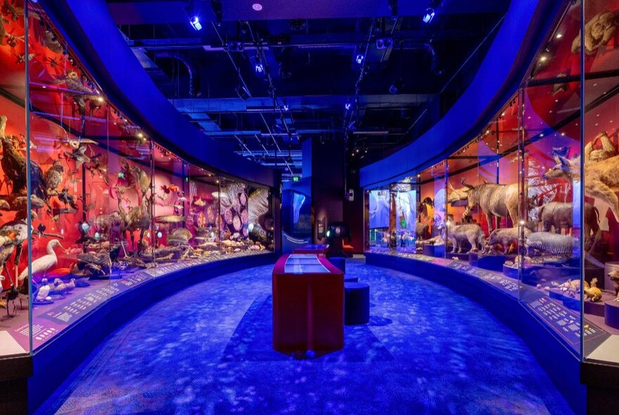 Inside Melbourne Museum's Our Wondrous Planet exhibition wth a blue floor and displays with red backgrounds. 