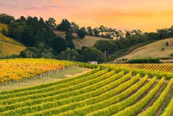 Wine region landscape of vineyards and hills at sunset.