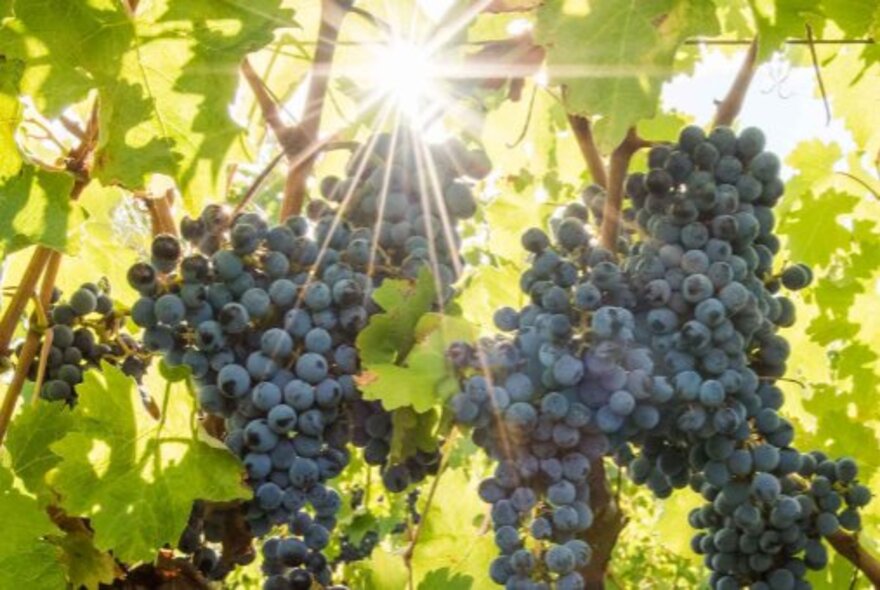 Bunches of wine grapes on a vine, the sun shining through the leaves from behind.