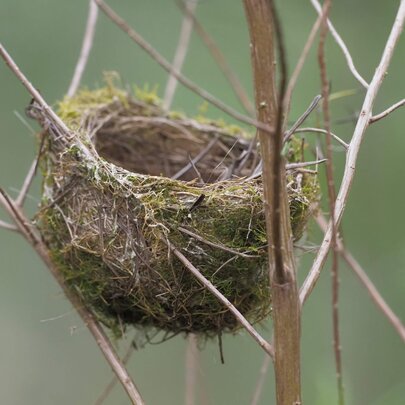 Mossy bird's nest balanced between twig branches on a tree.