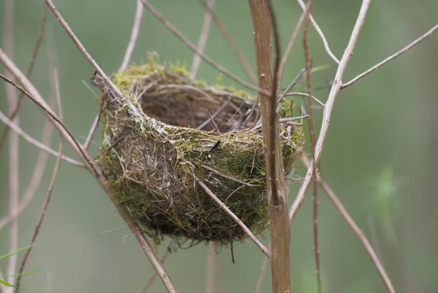 Mossy bird's nest balanced between twig branches on a tree.