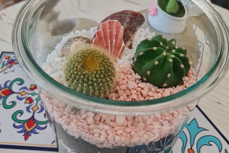 An open terrarium with a two cacti and shell decorations.