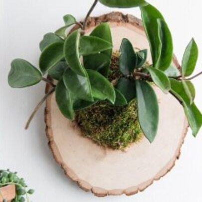 Wall Mounted Living Plant Art Workshop