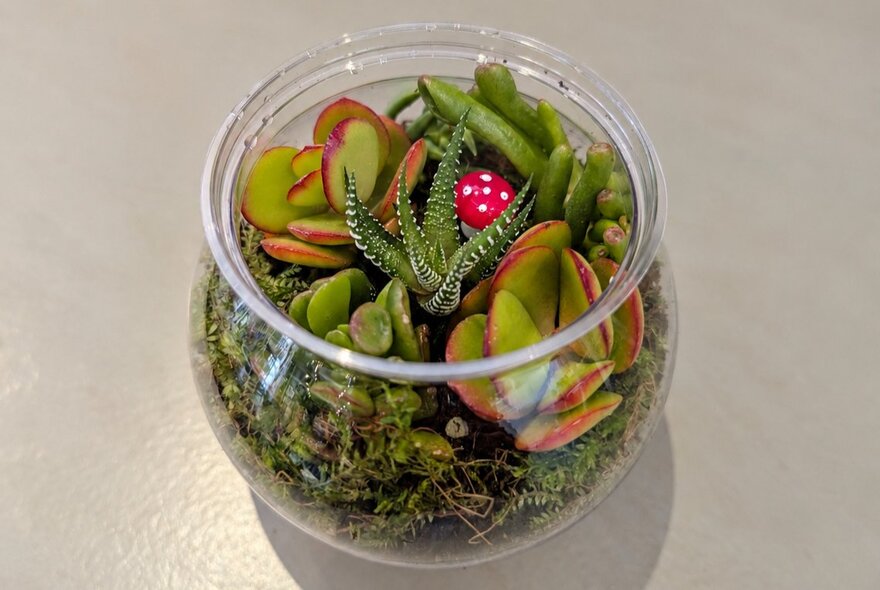 Round glass terrarium with cacti.
