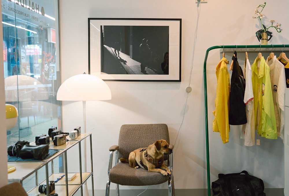 A shop window display of cameras next to a dog and a clothing rack. 