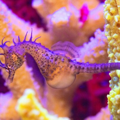 Discover the Magic of Seahorses