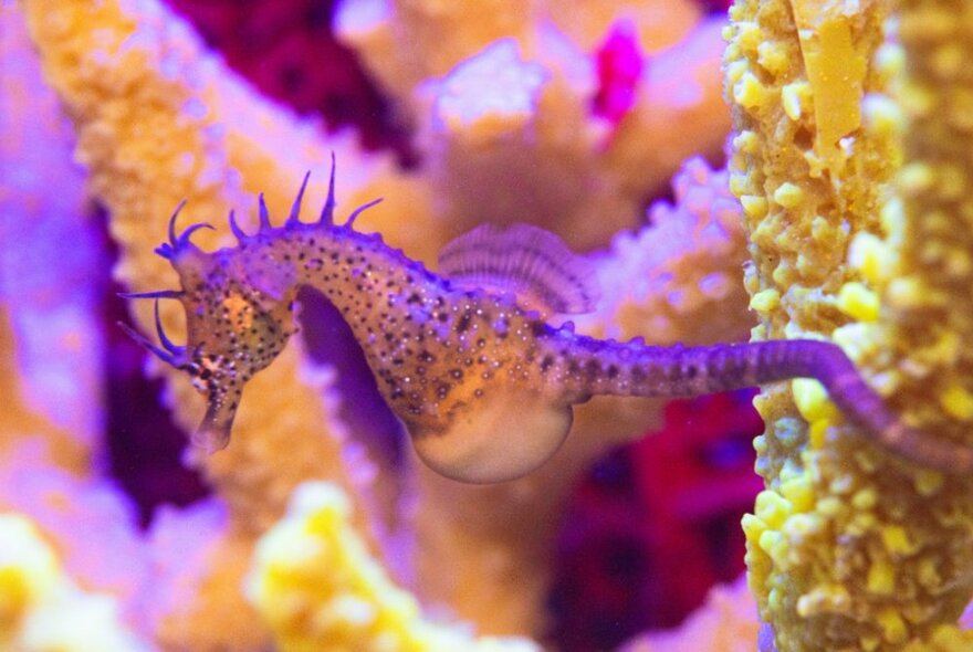 A big belly seahorse in an aquarium, with coral reefs in the background.