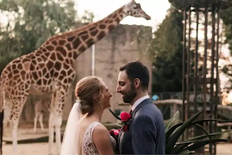 A bridge and groom sharing a moment in front of the giraffe enclosure at the Melbourne Zoo; a giraffe in the background.
