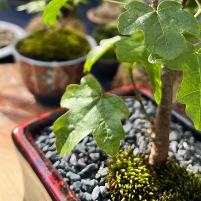 Japan Christmas Fair