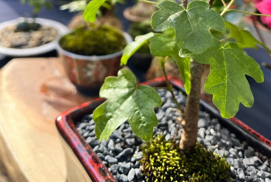 A bonsai tree in a small ceramic pot.