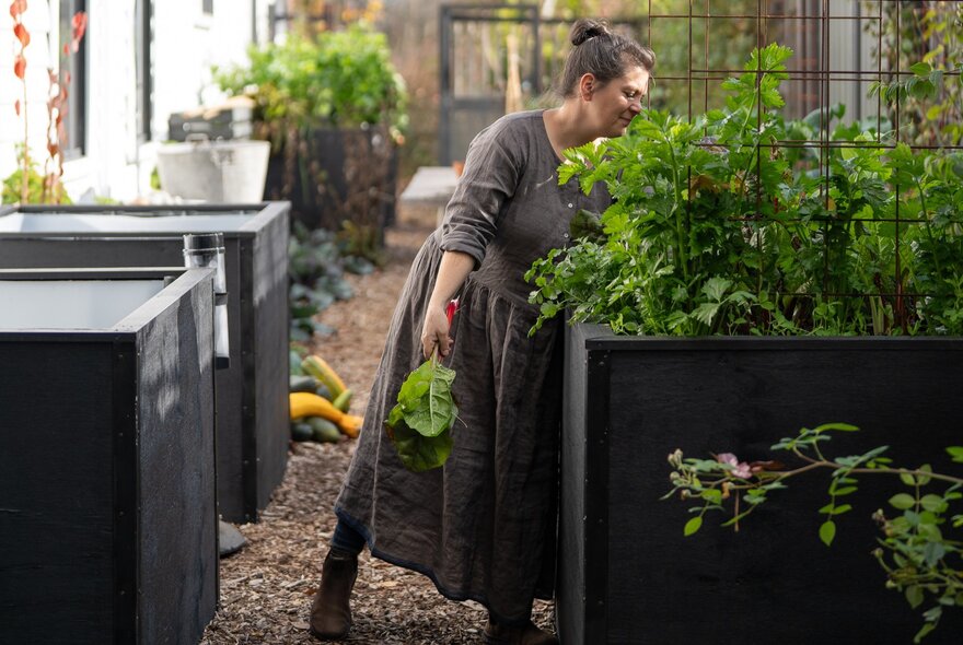 A person harvesting vegetables from a raised garden bed, with other raised garden beds behind her in an outdoor garden space.
