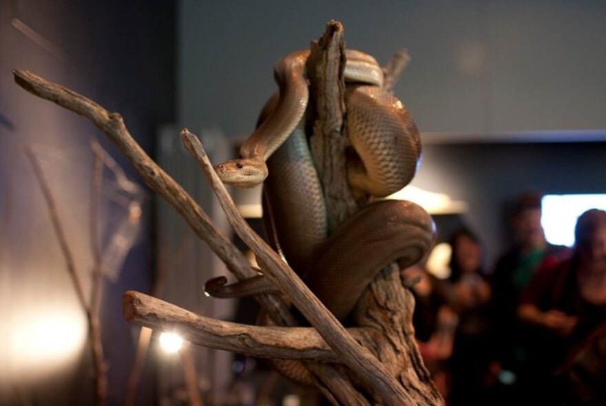 A snake resting on a branch on display. 