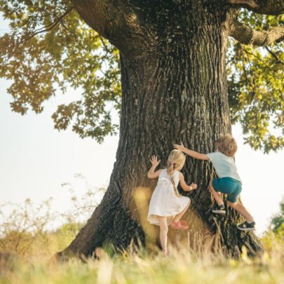 The Magic Faraway Tree