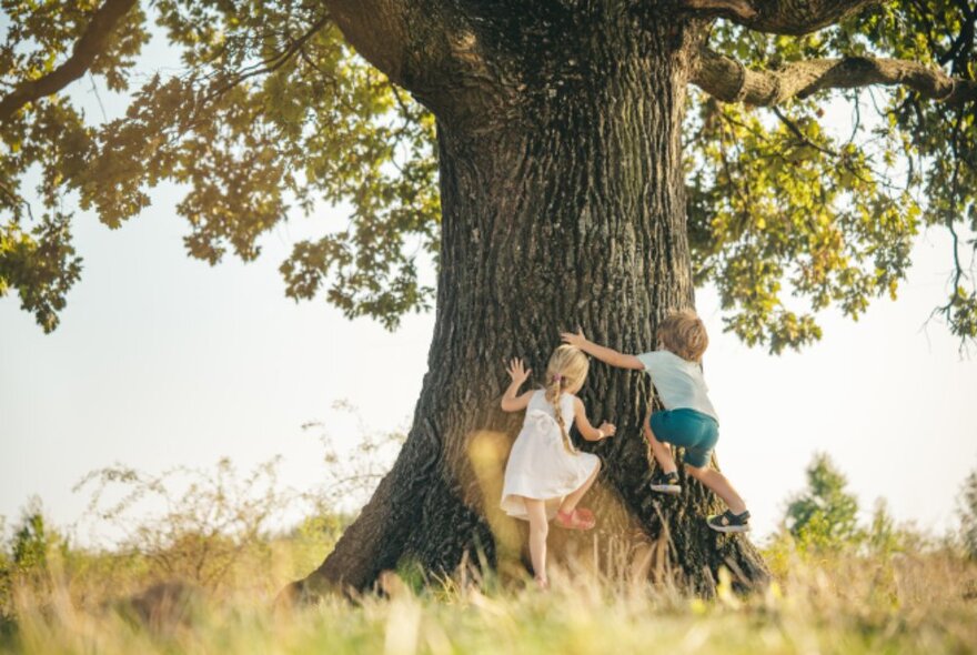 Two children climbing a very large tree. 