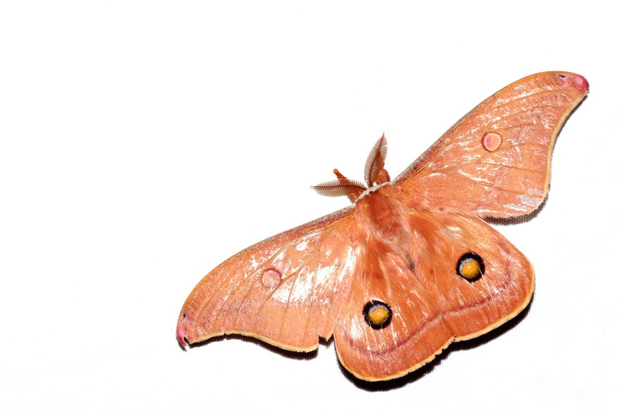 A Helena gum moth, a large species of moth native to the eastern coast of Australia, with pale orange wings and a ringed dot on the base of each wing.