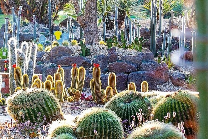 Sun shining on groups of large and small cacti in the Royal Botanic Gardens.