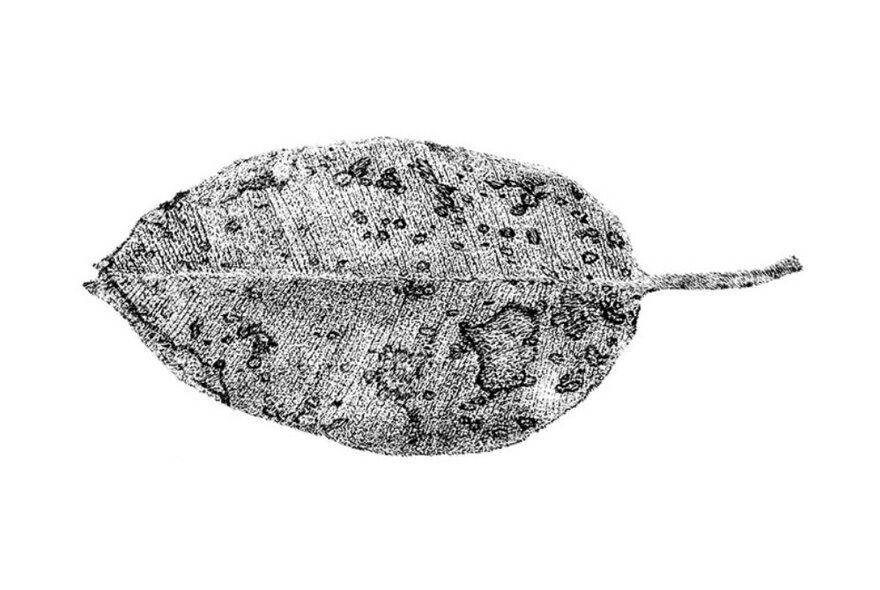 Ink drawing of a leaf using a dotted stippling technique.