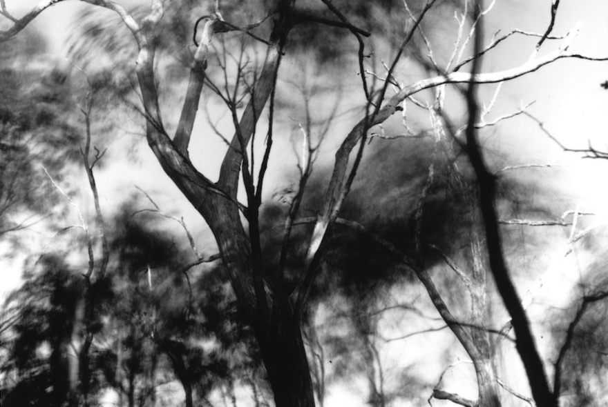 An art photo of of trees with blurred foliage.