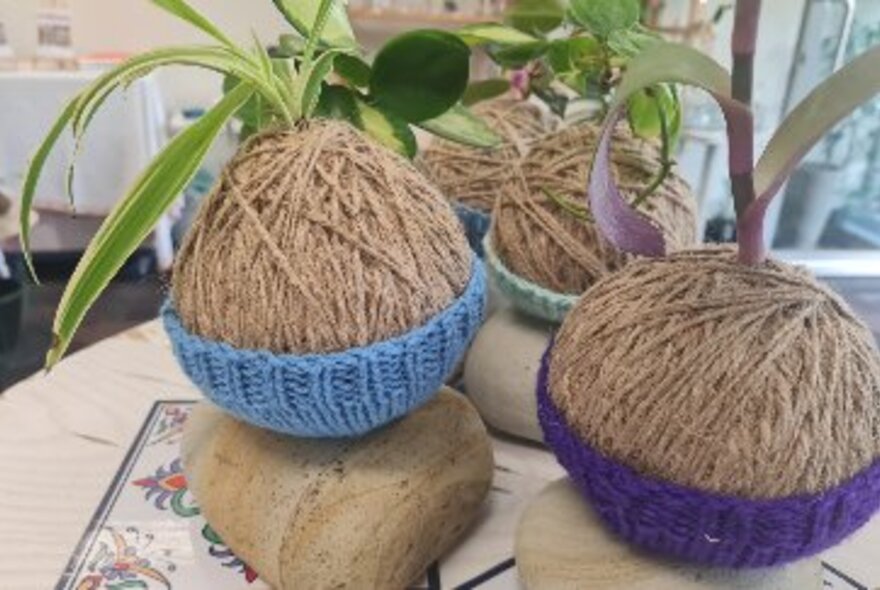 A group of Kokedama balls with plants sprouting out the top. 