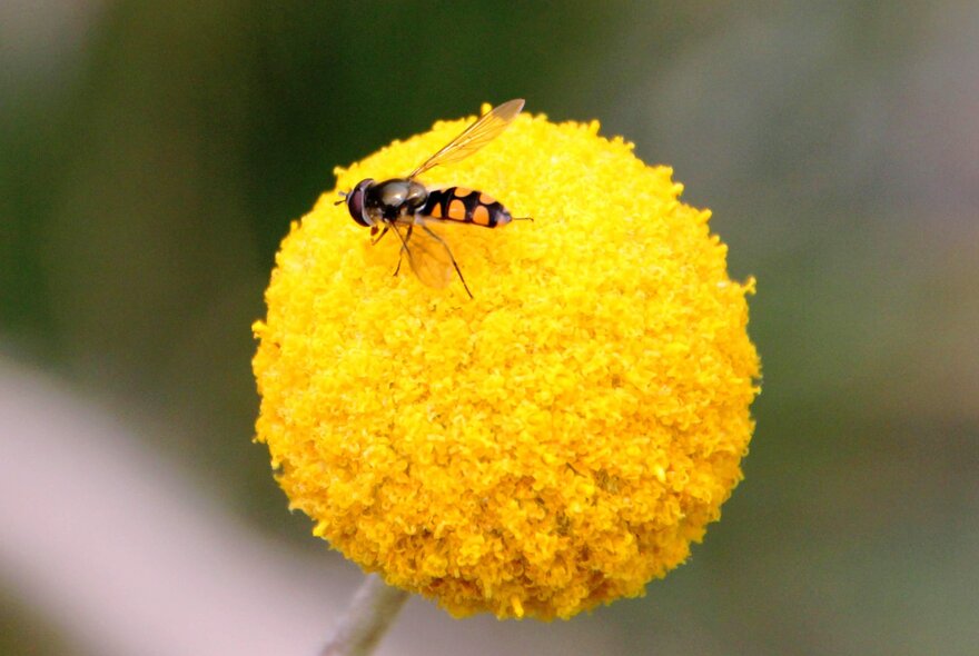 Wasp on a yellow puffball flower.