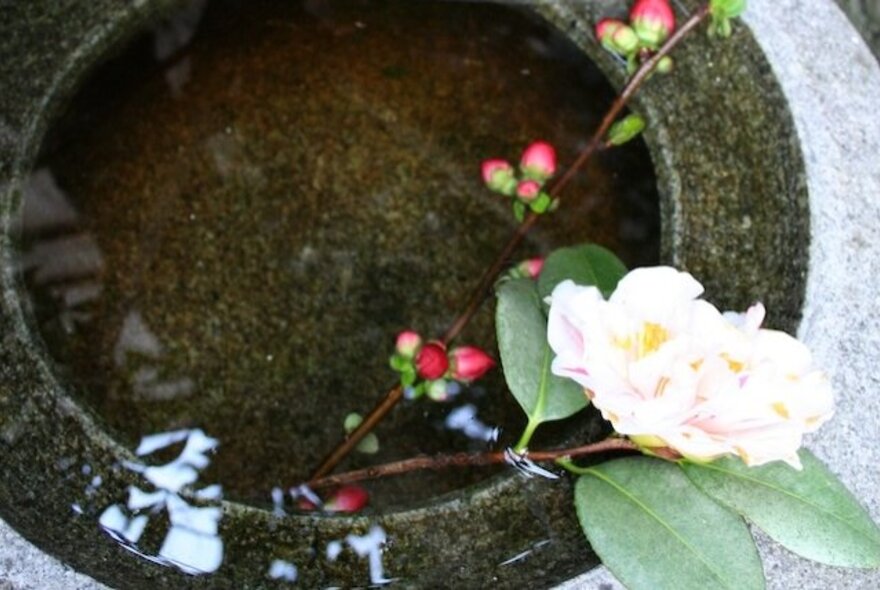 A Japanese stone bowl filled with water and a stemmed flower with pink buds.