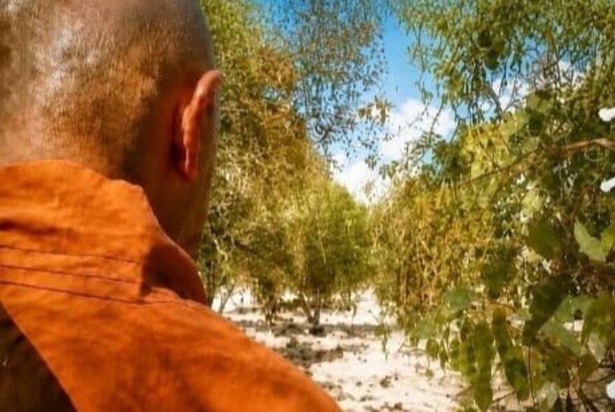 A portion of the back of a Buddhist monk in saffron robes walking in a sandy shrubbed setting. 