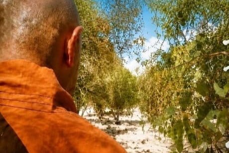 Spring Five Elements Meditation