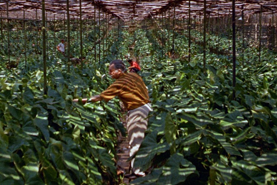 A man walking through rows of plants in an undercover greenhouse plantation. 