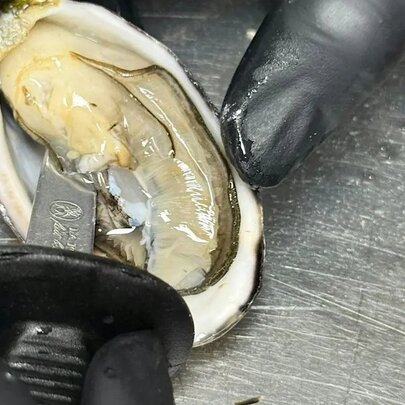 Gloved hands using a tool to cut an oyster from its shell.