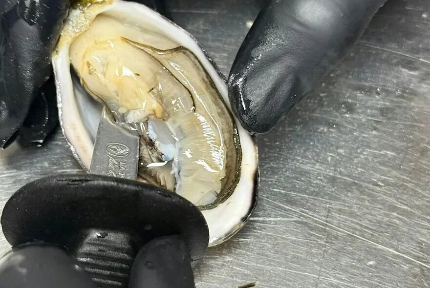 Gloved hands using a tool to cut an oyster from its shell.