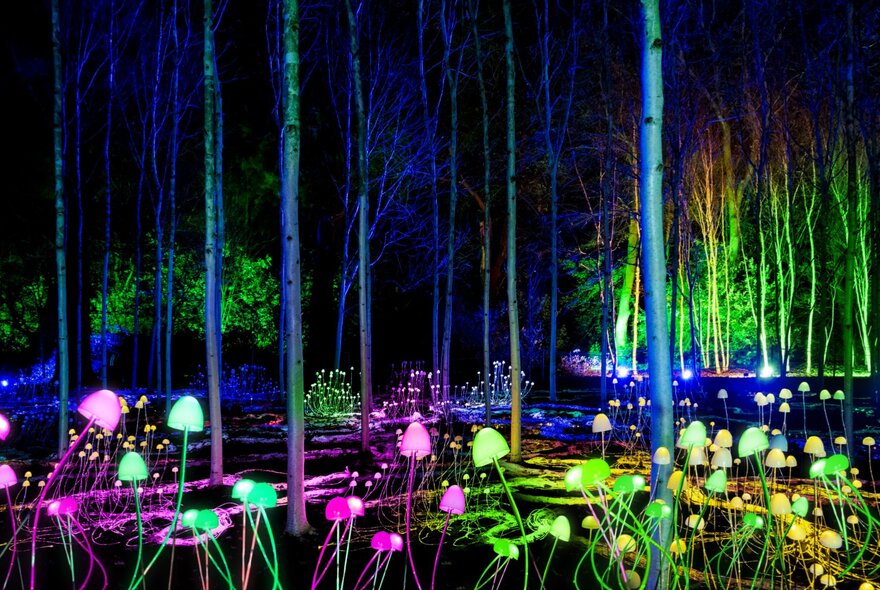A dark forest scene illuminated by an art installation with numerous glowing lights in the shapes of mushrooms and intricate, root-like networks; part of Lightscape at Royal Botanic Gardens.