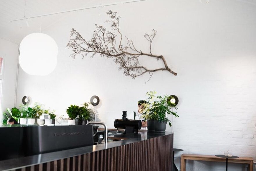 The interior of a coffee shop, with white-painted brick walls, black coffee machine, wooden counter and pot plants, a dried branch as decoration on the wall.