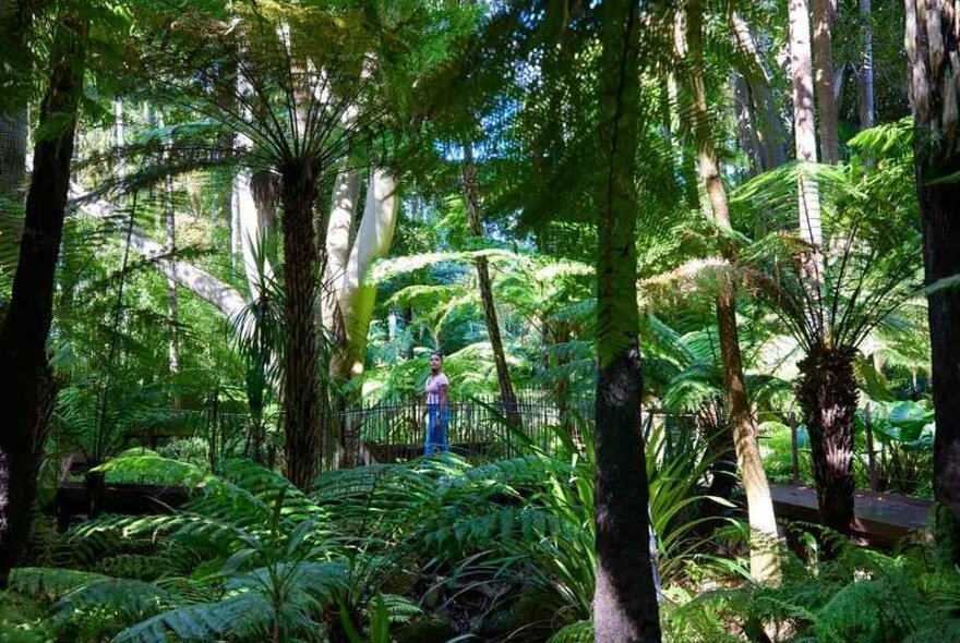 A woman in the middle of a fern garden