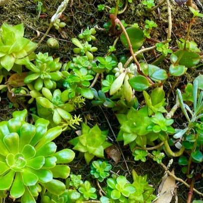 Succulent Plant Frame Workshop for Beginners