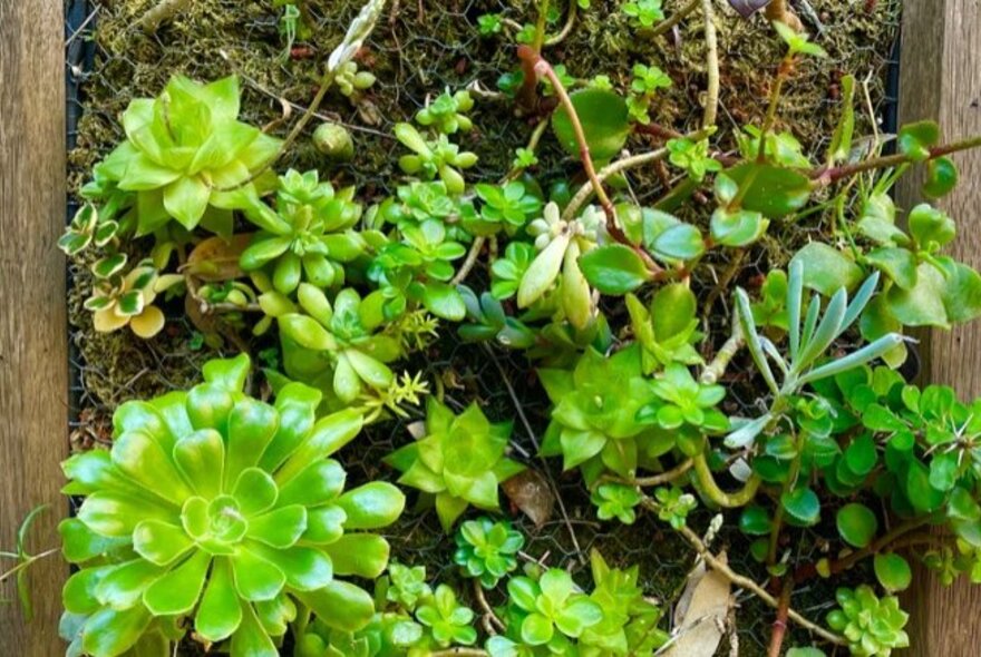 Succulents growing out of a wooden frame hanging on a fence.