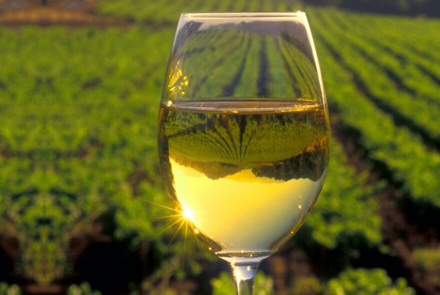 Rows of grape-vines seen through a wine glass of white wine.