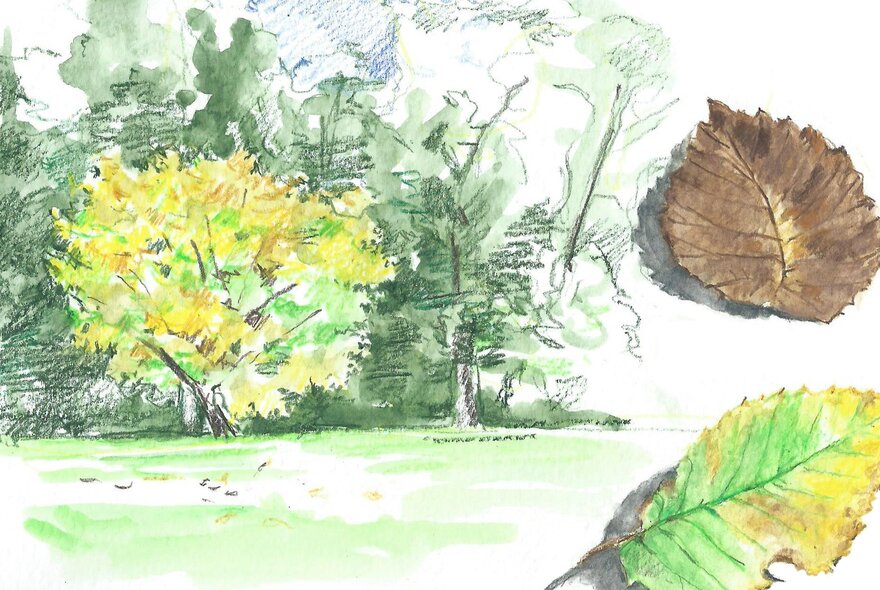 Drawing of trees and leaves in browns, yellows and greens.