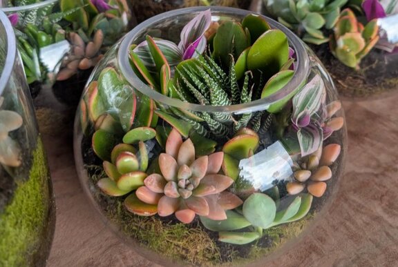 Glass bowl terrarium with succulents.